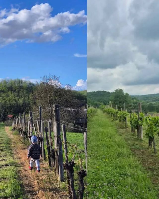 Sétálj velünk egyet a szőlőben! 🍇 Mutatjuk három hét alatt mennyit fejlődött a Faluhelyi Kékfrankos🌱 Ha végiglapozod a képeket, láthatod, lassan készül a virágzásra. 😍
📸 @orsibodri